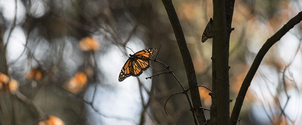 Monarchfalter in Mexiko © WWF-US / Clay Bolt