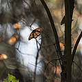 Monarchfalter in Mexiko © WWF-US / Clay Bolt