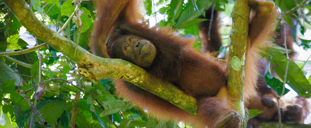 Orang-Utan in Bukit Piton / Malaysia © WWF-Malaysia / Edwin Matulin