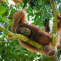 Orang-Utan in Bukit Piton / Malaysia © WWF-Malaysia / Edwin Matulin