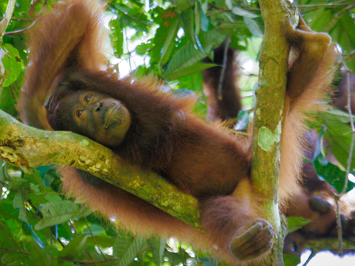 Orang-Utan in Bukit Piton / Malaysia © WWF-Malaysia / Edwin Matulin