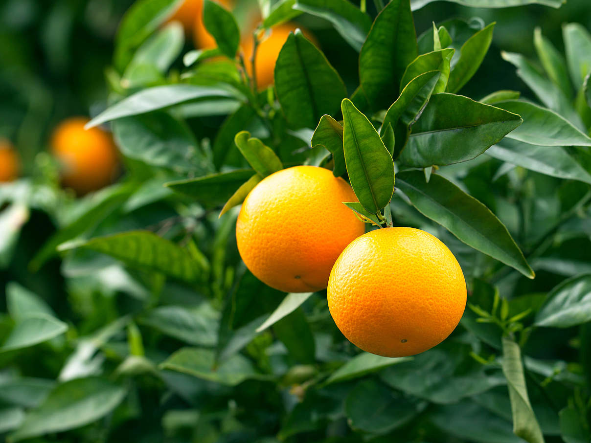 Reife Orangen, die an einem Baum hängen © janaph / iStock / GettyImages