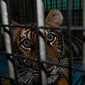 Nicht artgerecht-gehaltenes Tiger-Baby in thailändischem Zoo © Anton Vorauer / WWF