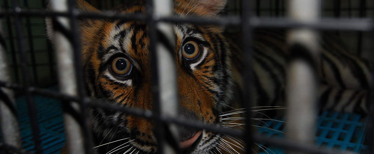 Nicht artgerecht-gehaltenes Tiger-Baby in thailändischem Zoo © Anton Vorauer / WWF