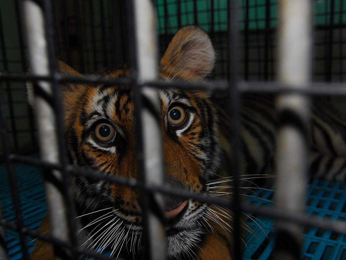 Nicht artgerecht-gehaltenes Tiger-Baby in thailändischem Zoo © Anton Vorauer / WWF