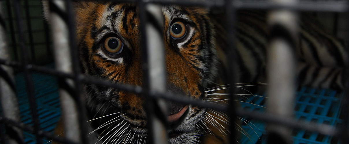 Nicht artgerecht-gehaltenes Tiger-Baby in thailändischem Zoo © Anton Vorauer / WWF