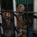 Nicht artgerecht-gehaltenes Tiger-Baby in thailändischem Zoo © Anton Vorauer / WWF