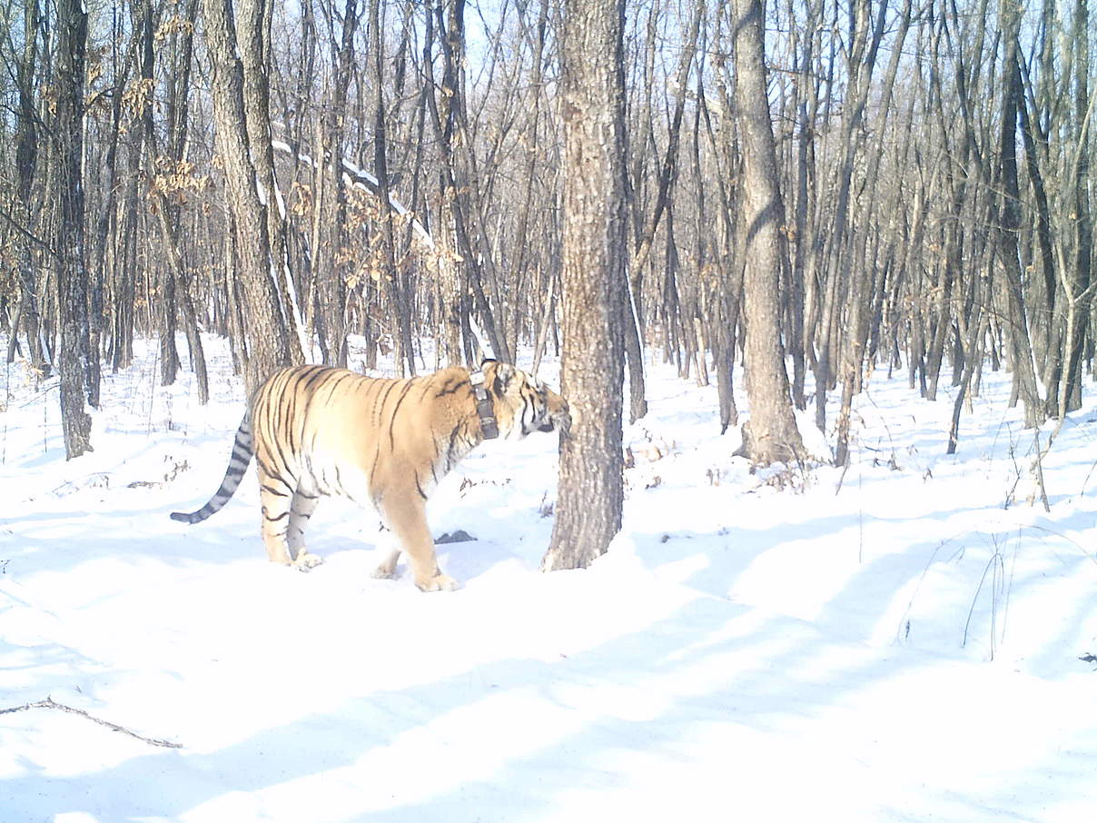 Vater Boris in der Kamerafalle © The Amur Tiger Centre, Rehabilitation Centre TIGR