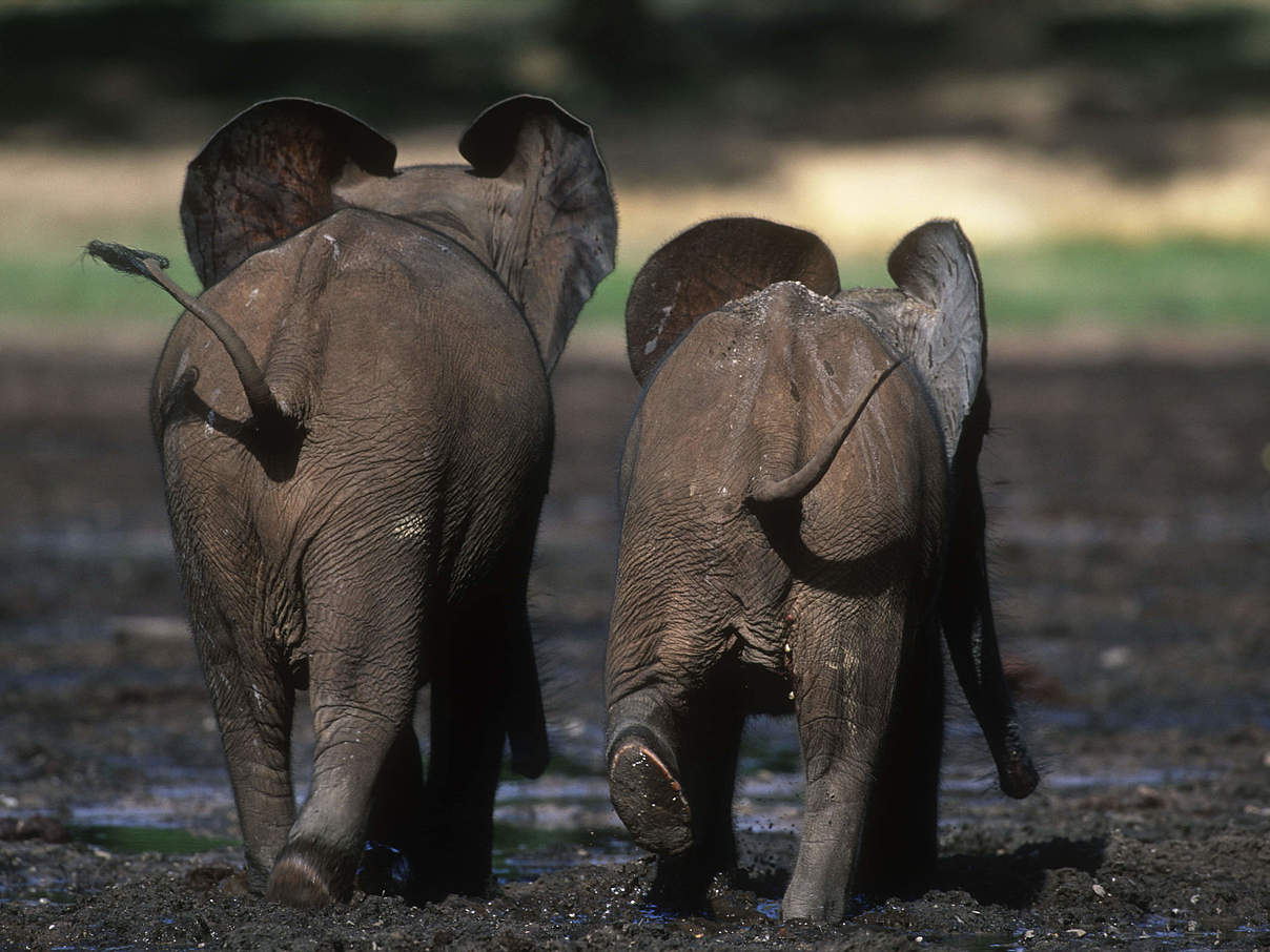 Zwei Waldelefanten-Kälber von hinten auf der Dzanga Bai © Martin Harvey / WWF