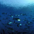 Fischschwarm © Wild Wonders of Europe / Zankl / WWF
