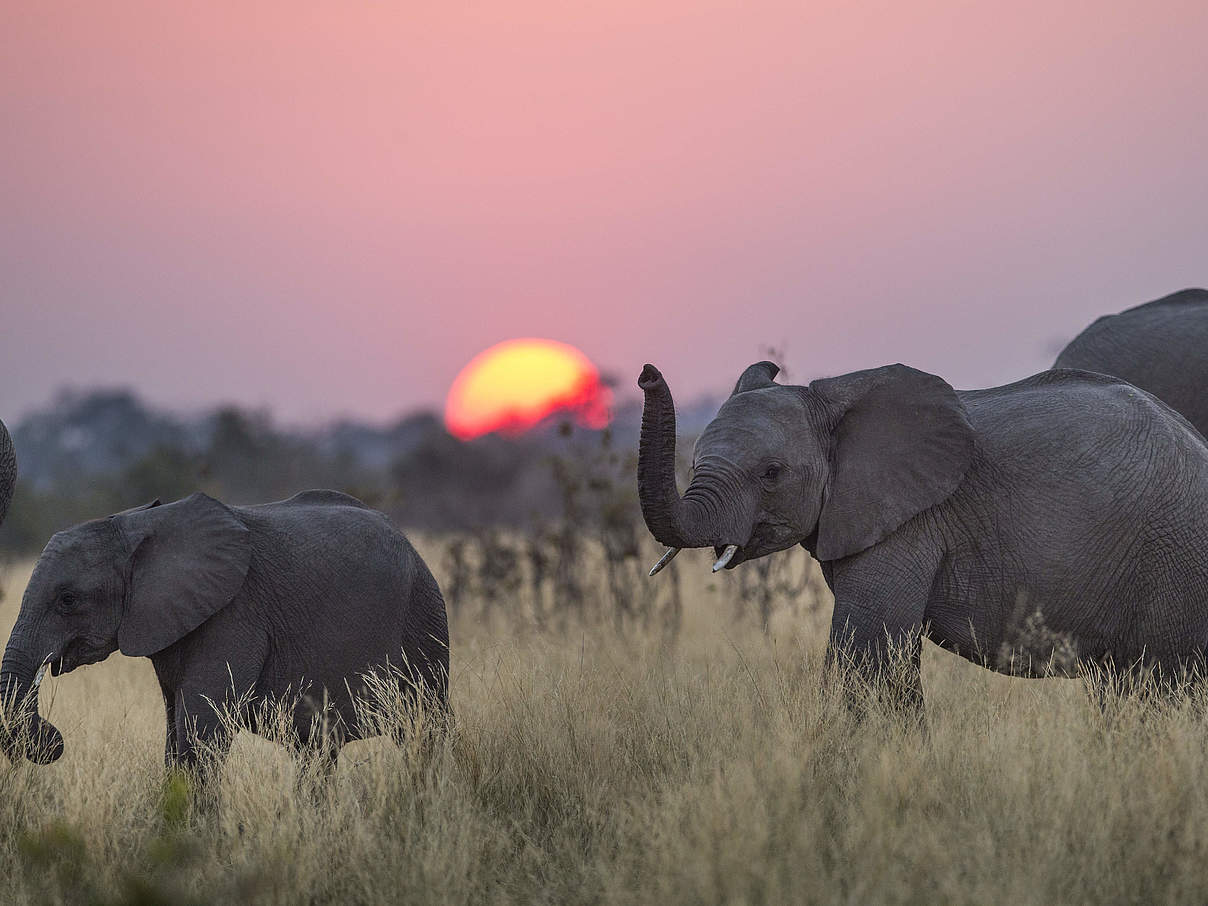 Elefantengruppe © Will Burrard-Lucas / WWF-US Elefantengruppe © Will Burrard-Lucas / WWF-US