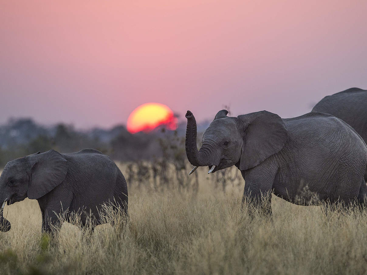 Elefantengruppe © Will Burrard-Lucas / WWF-US