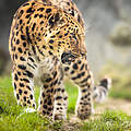 Amur-Leopard mit geöffnetem Maul © Victor Cap / iStock / Getty Images