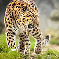 Amur-Leopard mit geöffnetem Maul © Victor Cap / iStock / Getty Images