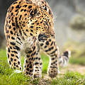 Amur-Leopard mit geöffnetem Maul © Victor Cap / iStock / Getty Images