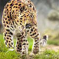 Amur-Leopard mit geöffnetem Maul © Victor Cap / iStock / Getty Images