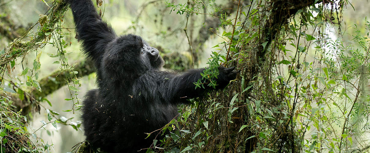 Berggorilla Lebensraum © Ralph Frank / WWF