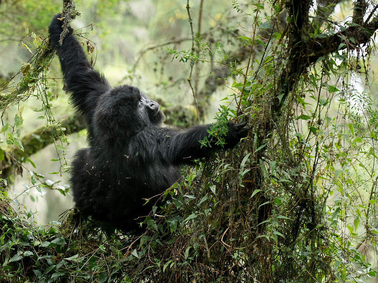 Berggorilla Lebensraum © Ralph Frank / WWF
