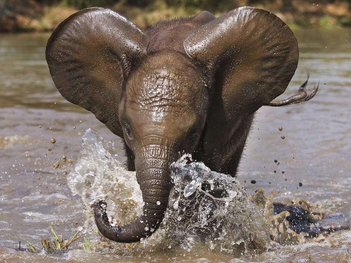 Baby Elefant spielt im Wasser © Martin Harvey / WWF