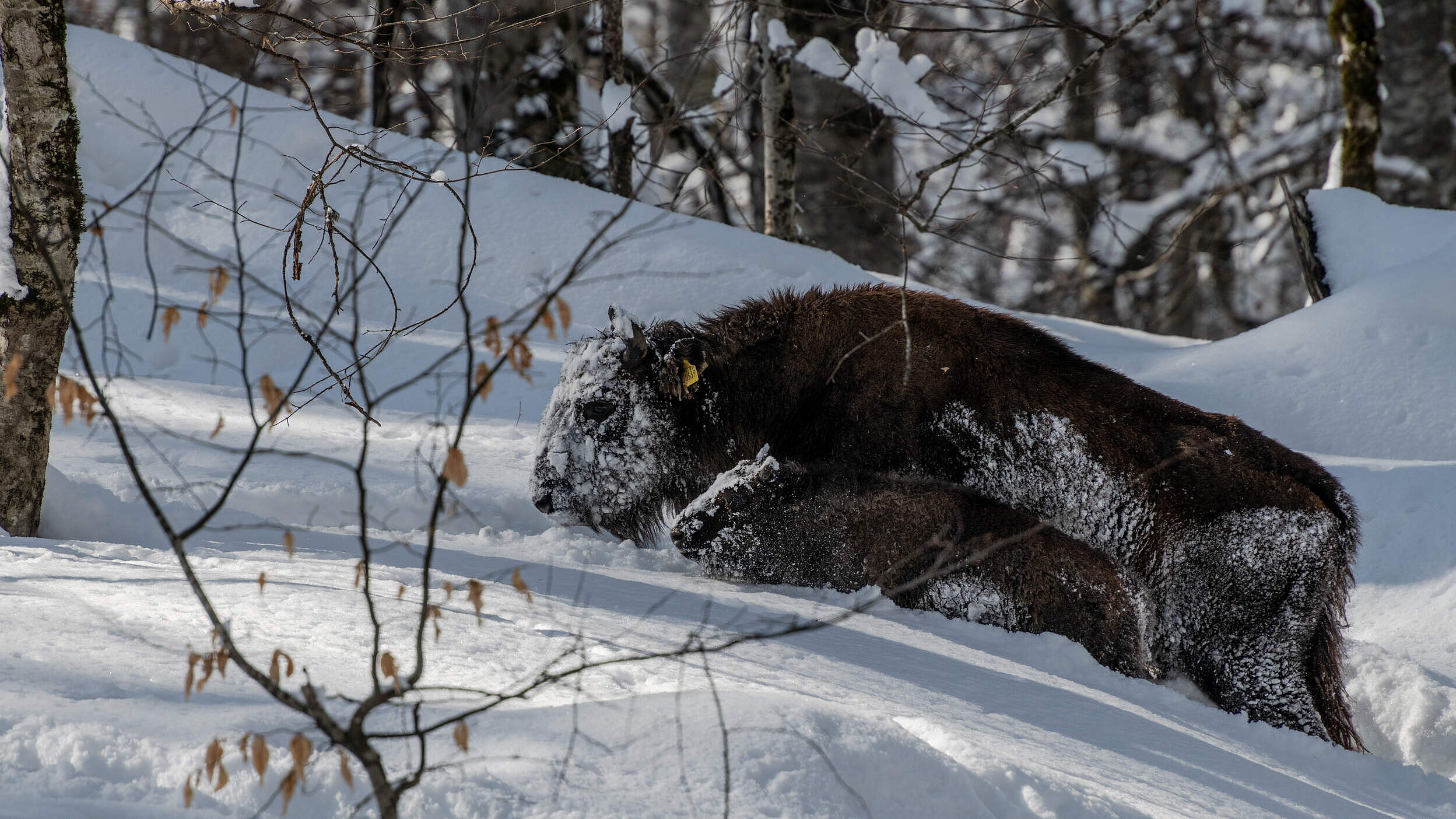 Expedition im Januar 2025 zu den Wisenten im Shahdag Nationalpark im Kaukasus © Emil Khalilov / WWF