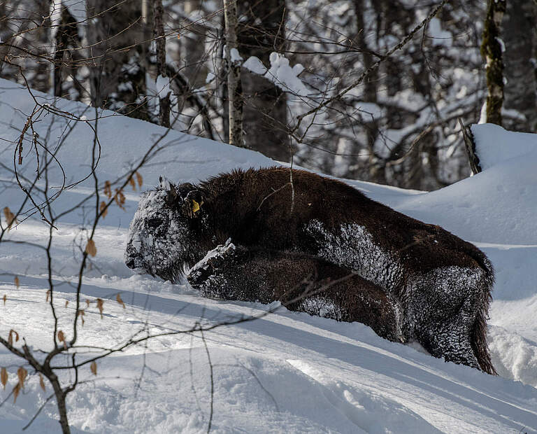 Expedition im Januar 2025 zu den Wisenten im Shahdag Nationalpark im Kaukasus © Emil Khalilov / WWF
