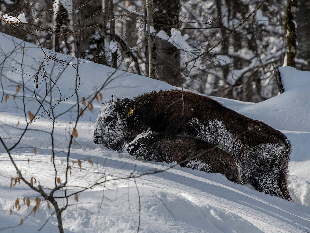 Expedition im Januar 2025 zu den Wisenten im Shahdag Nationalpark im Kaukasus © Emil Khalilov / WWF