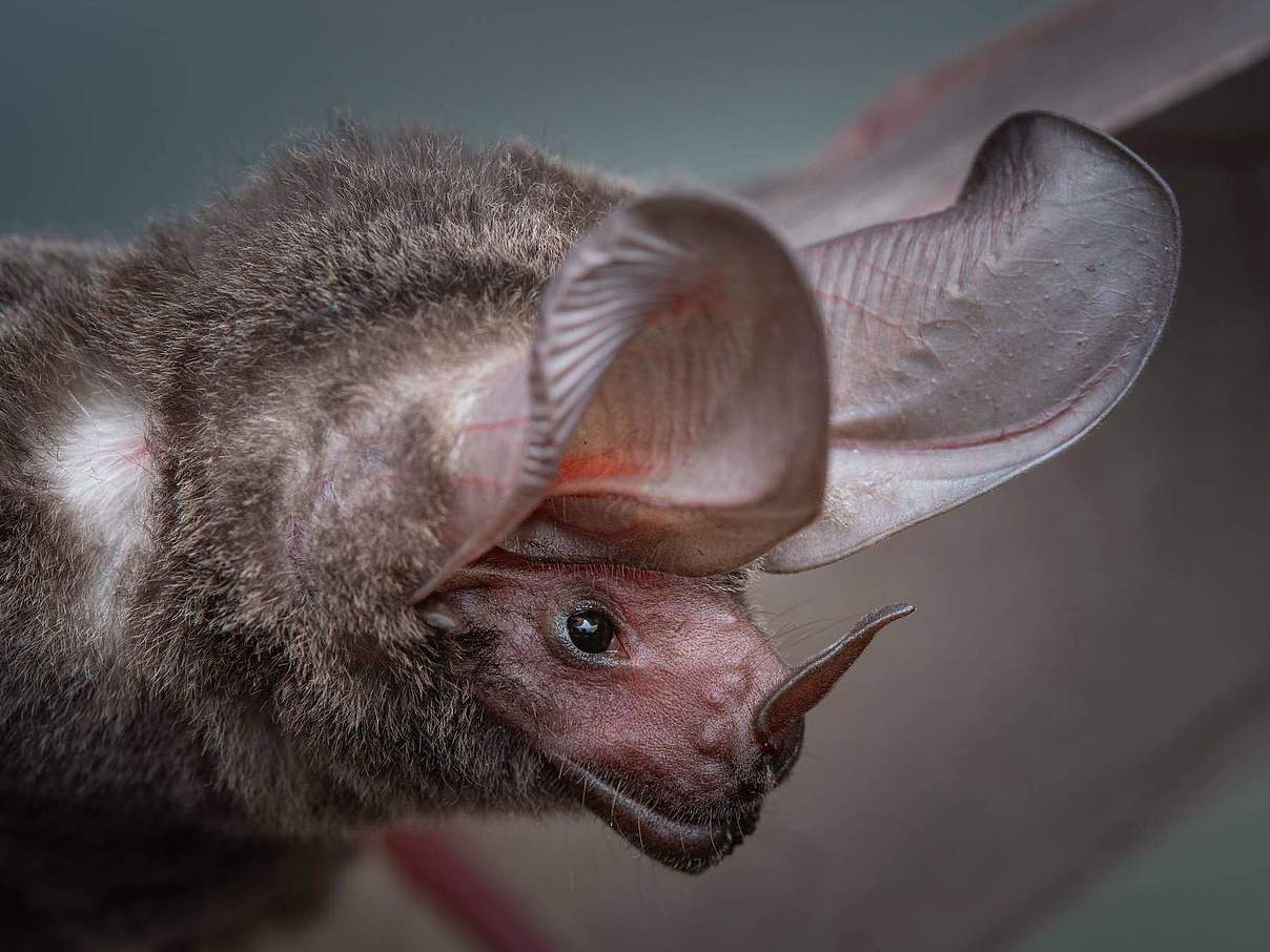 Rundohrfledermaus © Jorge E. García Melo / UniIbagué / WWF Colombia 