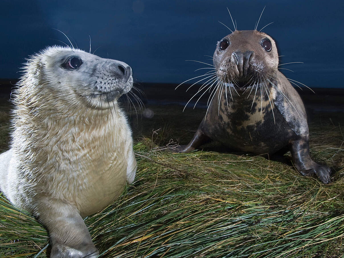 Kegelrobbe mit Jungtier 