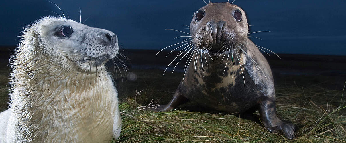 Kegelrobbe mit Jungtier 