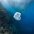 Plastiktüten verschmutzen die Meere © Shutterstock / John Cuyos / WWF