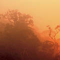 Sonnenuntergang im Regenwald von Madagaskar © R.Isotti / A.Cambone / Homo Ambiens / WWF