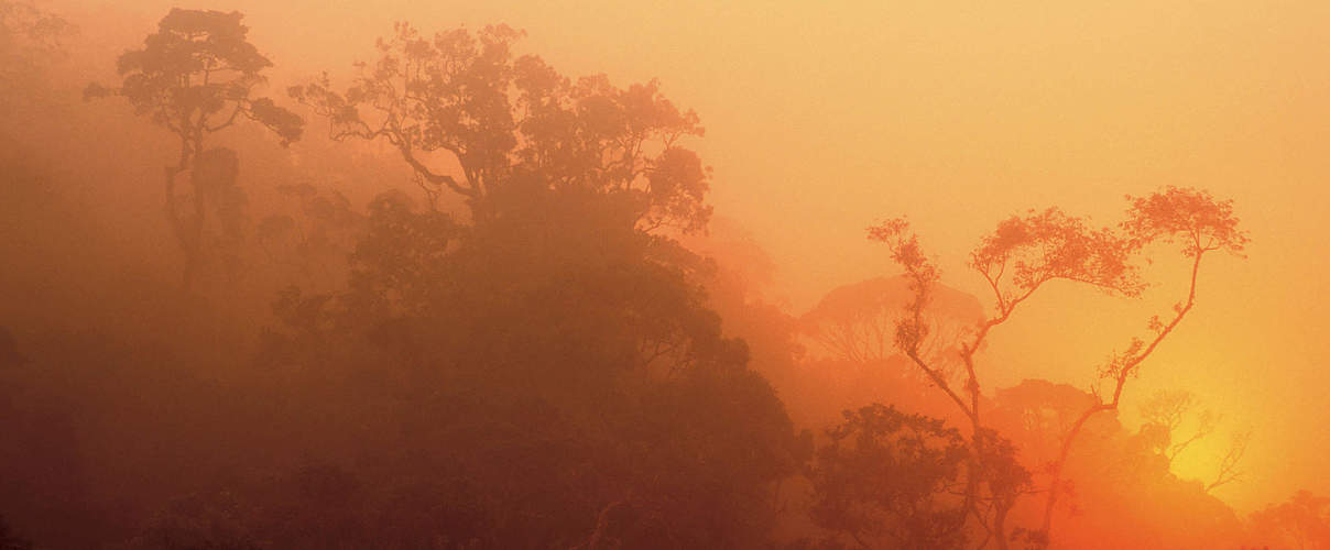 Sonnenuntergang im Regenwald von Madagaskar © R.Isotti / A.Cambone / Homo Ambiens / WWF