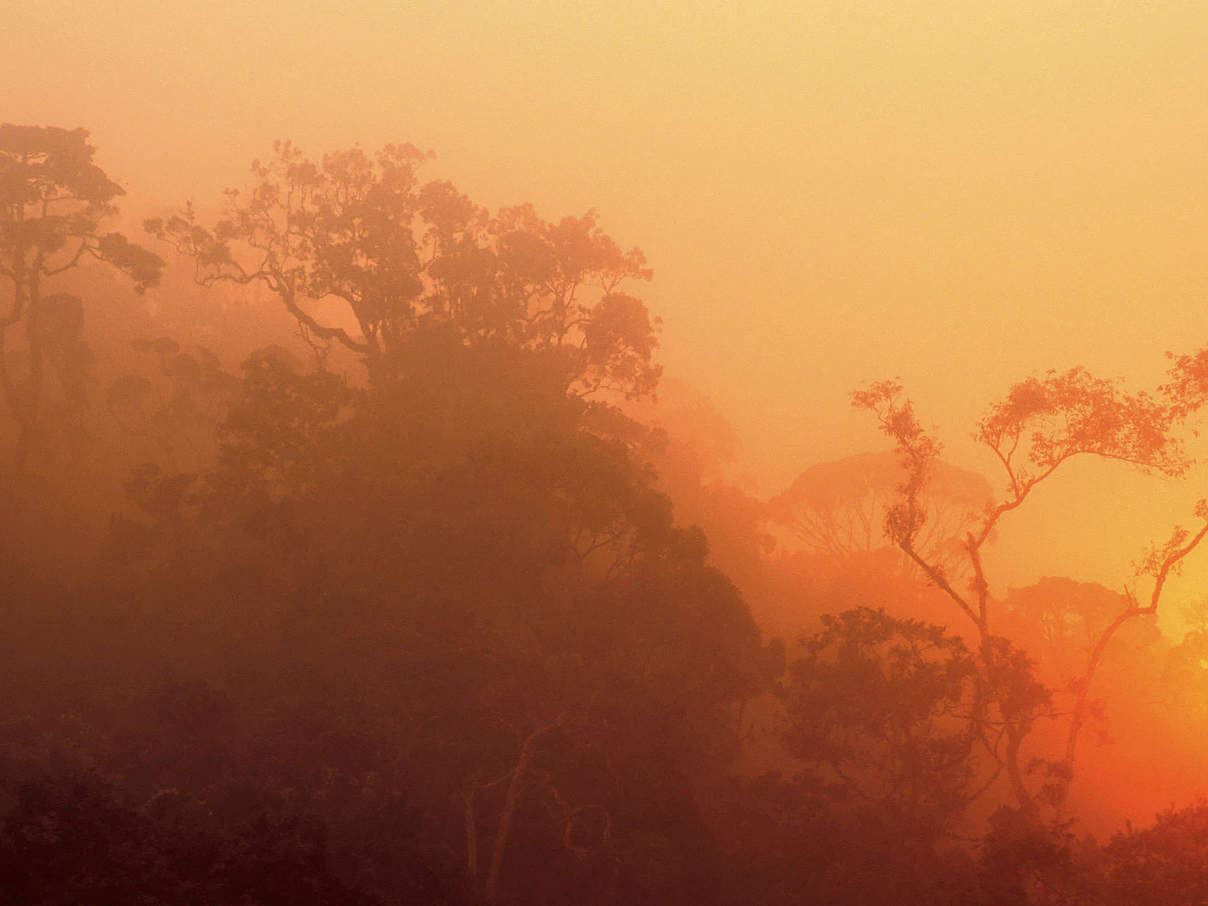 Sonnenuntergang im Regenwald von Madagaskar © R.Isotti / A.Cambone / Homo Ambiens / WWF