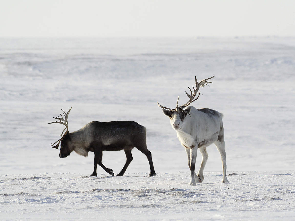 Rentiere in der Arktis © Dmitry Deshevykh / WWF Russland Rentiere in der Arktis © Dmitry Deshevykh / WWF Russland