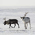 Rentiere in der Arktis © Dmitry Deshevykh / WWF Russland