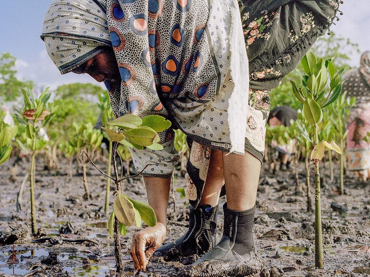 Für neue Mangrovenwälder werden Setzlinge heimischer Mangroven gepflanzt