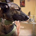 Spürhund © Juozas Cernius / WWF-UK