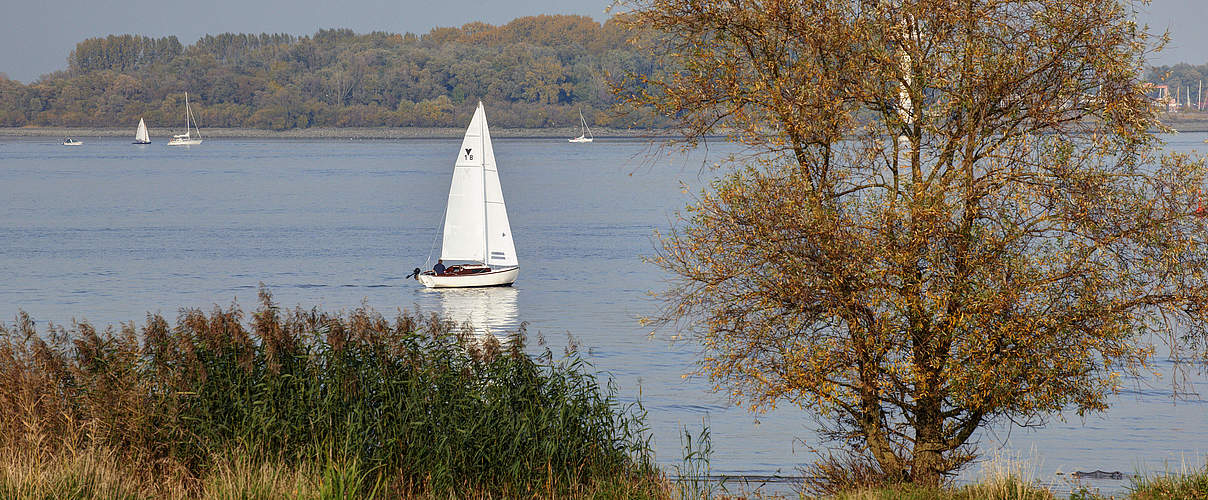 Segelboot auf der Unterelbe © Sabine Vielmo / WWF