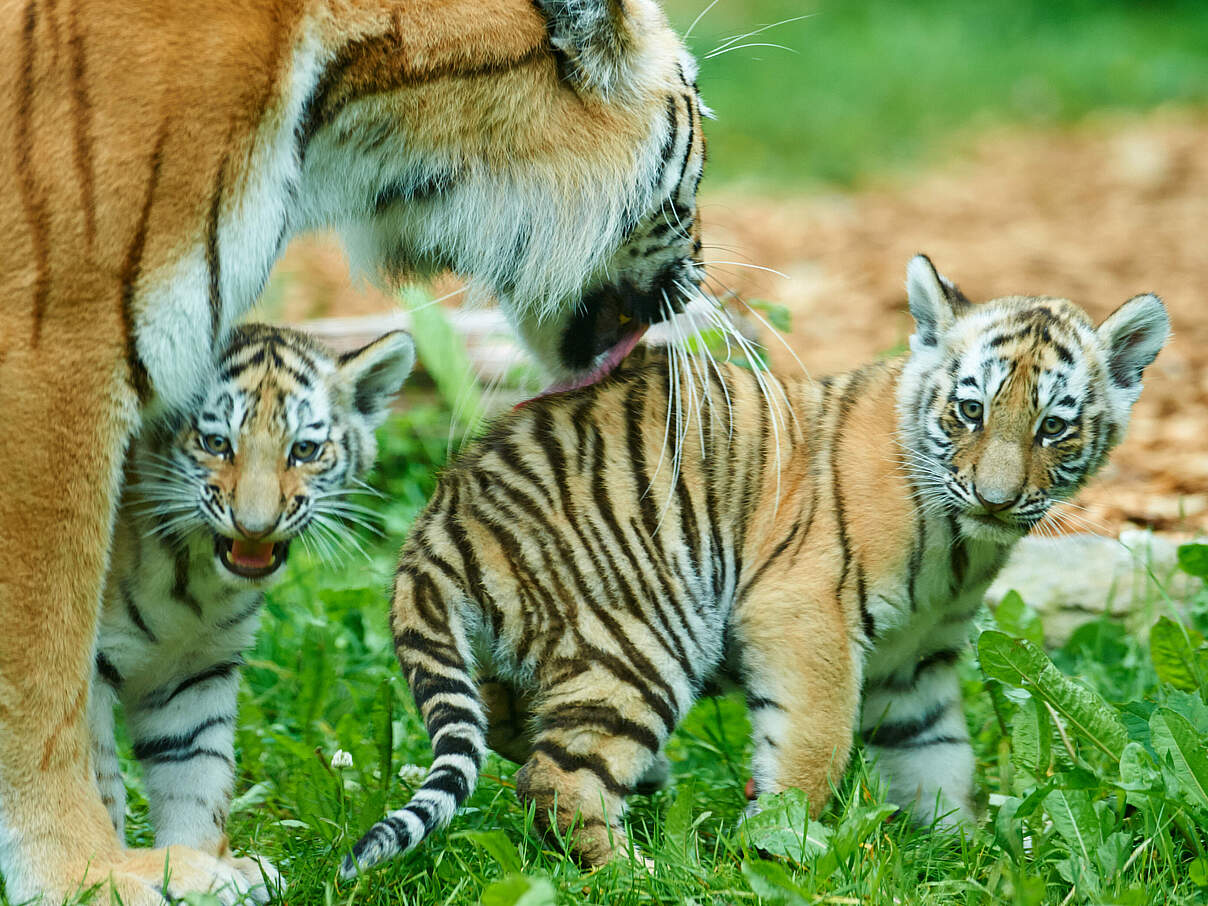 Amur-Tigermutter mit zwei Jungtieren