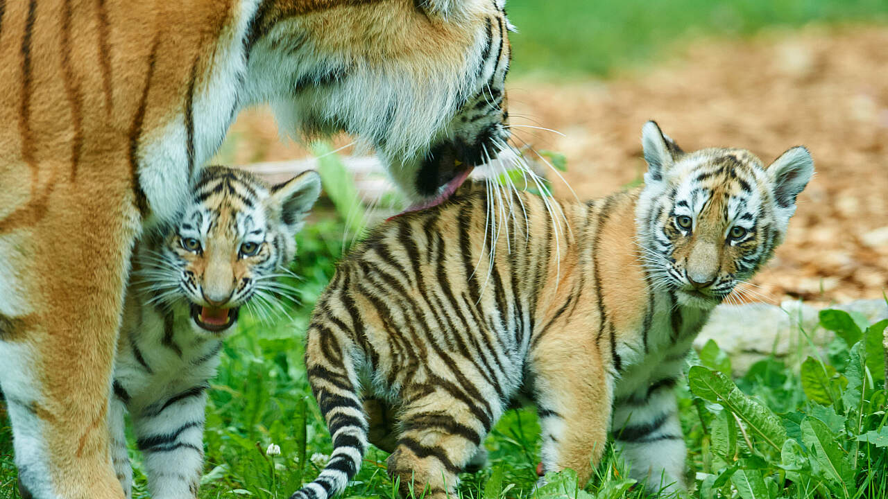 Amur-Tigermutter mit zwei Jungtieren