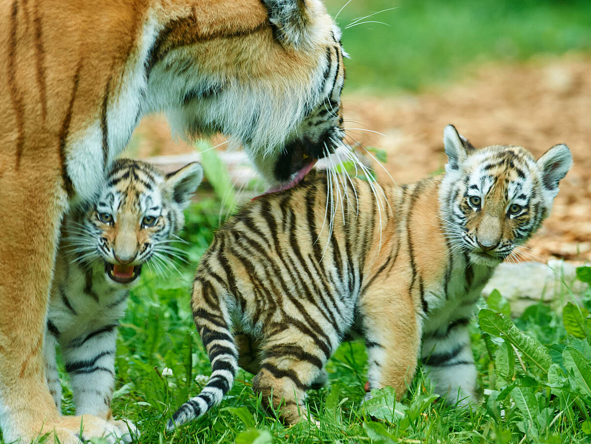 Amur-Tigermutter mit zwei Jungtieren