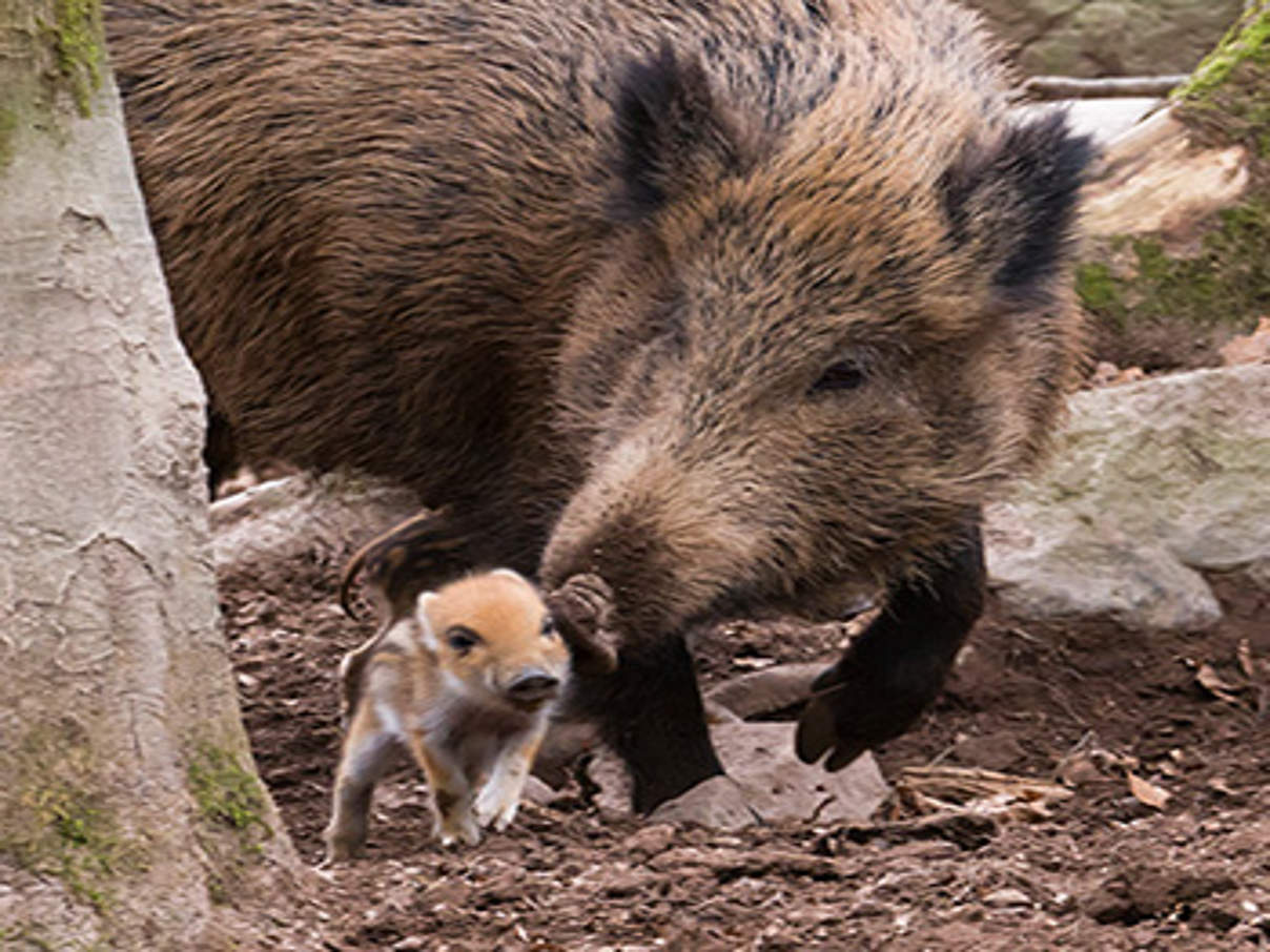 350-82 Wildschwein- Sus-scrofa - c -Ralph-Frank-WWF