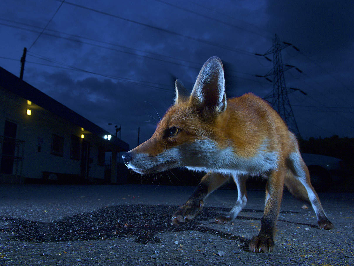 Ein Fuchs zieht durch die nächtlichen Straßen Londons © naturepl.com / Laurent Geslin / WWF