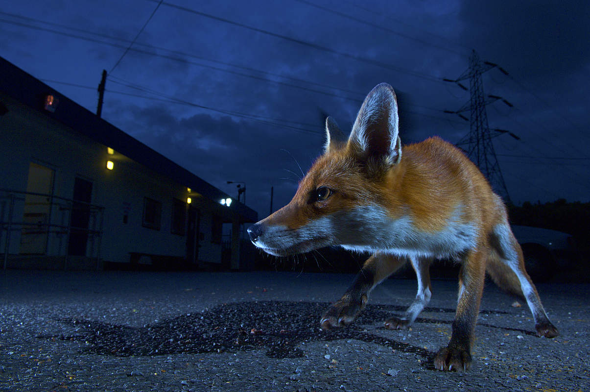 Ein Fuchs zieht durch die nächtlichen Straßen Londons © naturepl.com / Laurent Geslin / WWF Ein Fuchs zieht durch die nächtlichen Straßen Londons © naturepl.com / Laurent Geslin / WWF