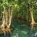 Mangrovenwald © Khun Jompol / Getty Images iStockphoto / WWF