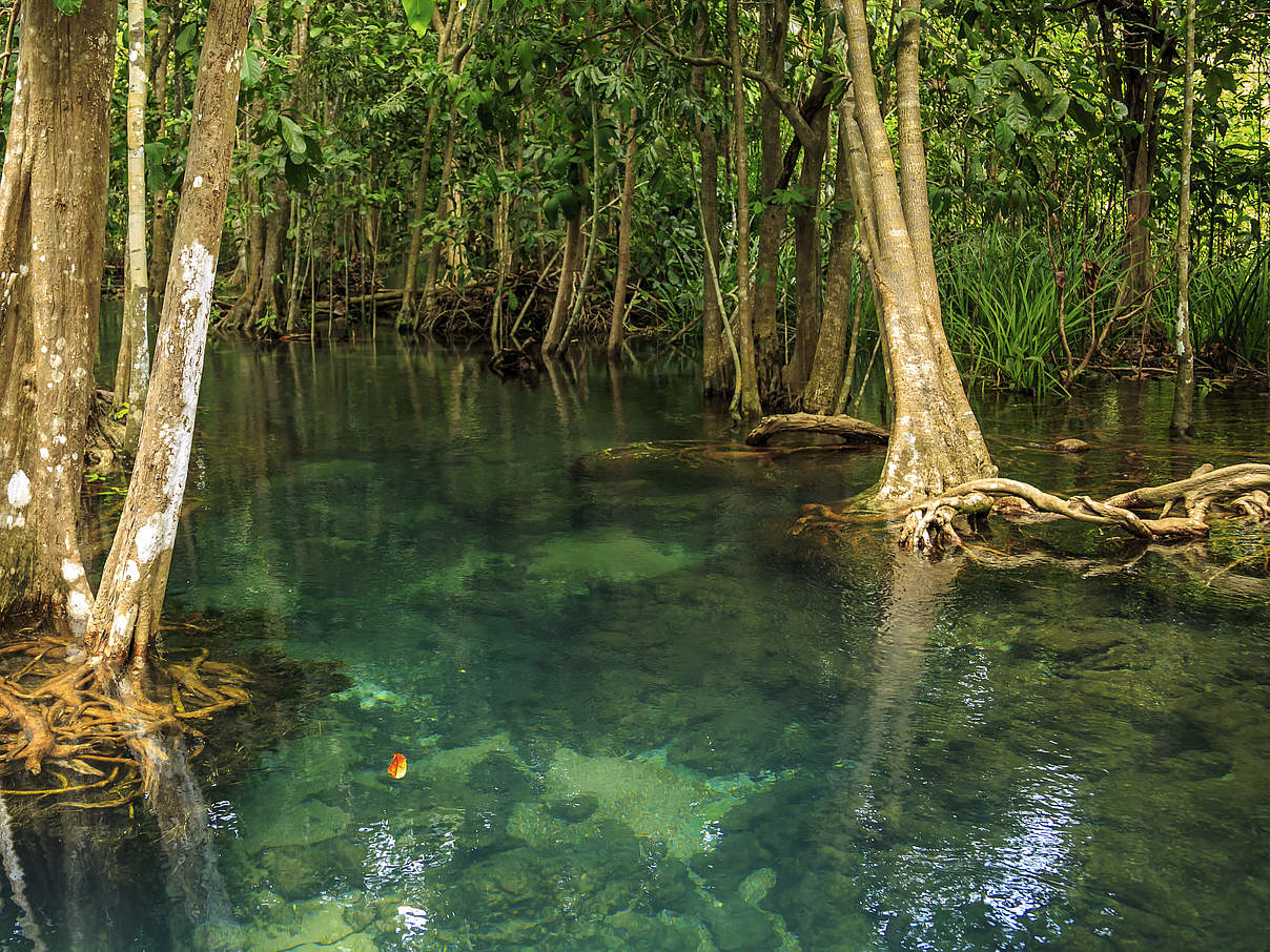 Mangrovenwald © Khun Jompol / Getty Images iStockphoto / WWF