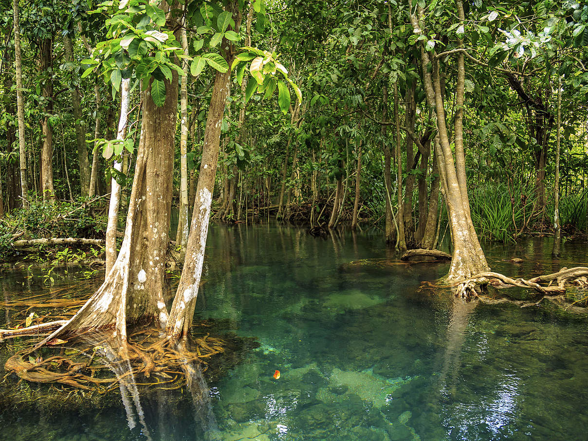 Mangrovenwald © Khun Jompol / Getty Images iStockphoto / WWF