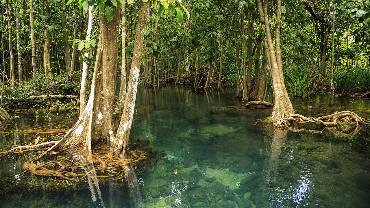 Mangrovenwald © Khun Jompol / Getty Images iStockphoto / WWF