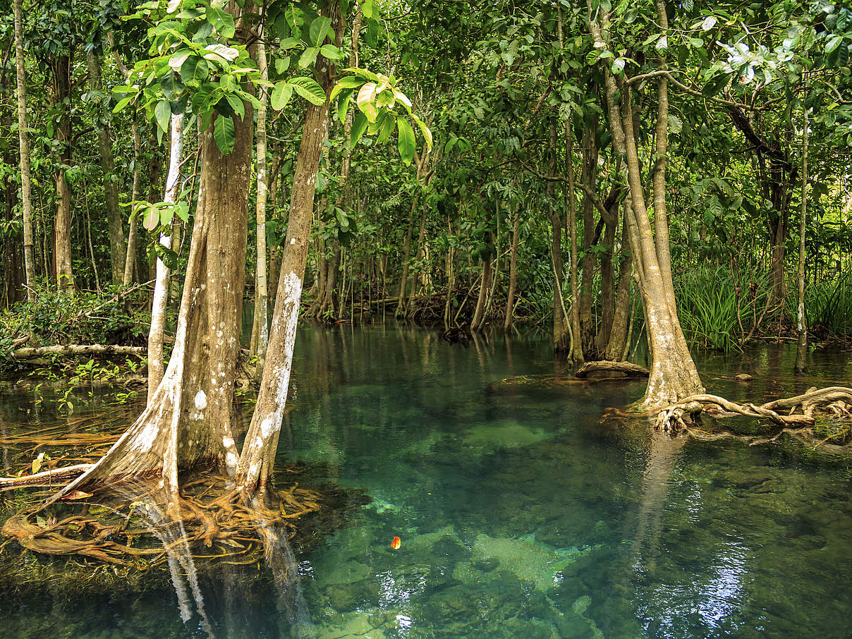 Mangrovenwald © Khun Jompol / Getty Images iStockphoto / WWF