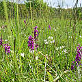 Orchidenwiese an der mittleren Elbe © Mirko Pannach / WWF